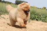 CHOW CHOW 086